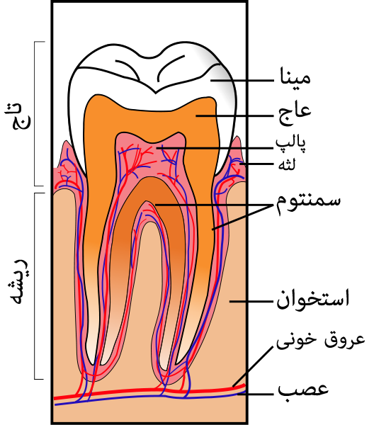 مینای دندان چیست؟