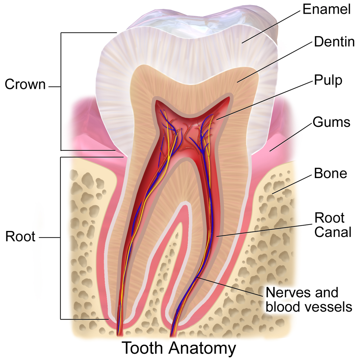 پیشگیری از فرسایش مینای دندان