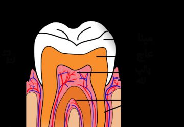 مینای دندان چیست؟